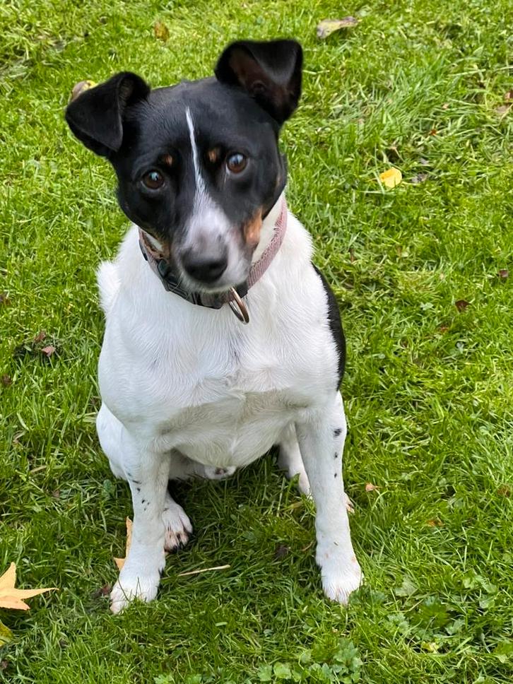 🐶Ter dekking aangeboden prachtige Boerenfox reu🐶, Dieren en Toebehoren, Honden | Dekreuen, Reu, Particulier, Eén hond, Nederland