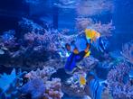 Snowflake Clownvis (Amphiprion Ocellaris)te koop, Dieren en Toebehoren, Vissen | Aquariumvissen, Vis