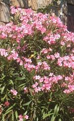 Oleander zaden €2, Tuin en Terras, Planten | Tuinplanten, Ophalen of Verzenden, Overige soorten, Volle zon