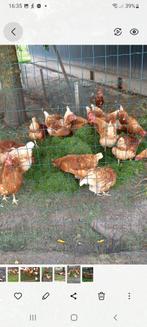 Gezonde Bruine legkippen 8 dieren, bijna 2 jaar oud, Vrouwelijk, Kip