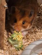 Hamster beschikbaar voor herplaatsing, Dieren en Toebehoren, Knaagdieren, Maart, Mannelijk, Hamster