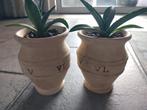 2 stekken vetplant Agave Americana 23 cm. hoog in pot, Tuin en Terras, Planten | Tuinplanten, Overige soorten, Volle zon, Vaste plant