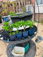 Vet plant,25-30cm €3 /pot, Ophalen, Zomer, Overige soorten, Volle zon