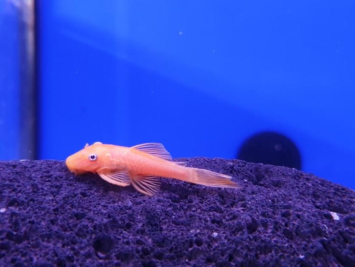 L144 "Lemon" Ancistrus, Dieren en Toebehoren, Vissen | Aquariumvissen, Zoetwatervis, Vis