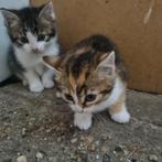 Lieve kittens, lapjeskat (poes) en grijs/wit (kater), Meerdere dieren