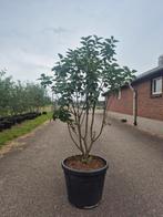 Sering 'Andenken an Ludwig Späth' in pot, Tuin en Terras, Ophalen