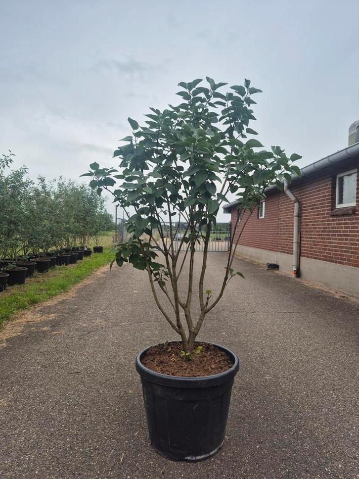 Sering 'Andenken an Ludwig Späth' in pot, Tuin en Terras, Planten | Bomen, Ophalen