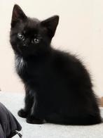 Kittens geboren 14 juni 2023, Dieren en Toebehoren, Katten en Kittens | Dekkaters, 0 tot 2 jaar