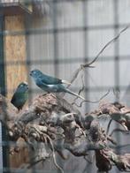 Jonge Kakariki's, Meerdere dieren, Parkiet