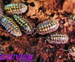 Armadillidium gestroi isopods / pissebedden, Overige soorten