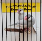Koppel Rijstvogels opaal, Meerdere dieren