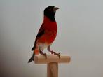 Te koop kapoetsensijzen, Dieren en Toebehoren, Vogels | Overige Vogels, Meerdere dieren, Geringd
