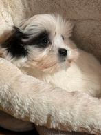 Leuke Boomer pups ( Maltezer met Shih Tzu ) Goed verzorgd, Dieren en Toebehoren, Honden | Chihuahua's en Gezelschapshonden, CDV (hondenziekte)