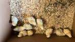 10 superschattige poule de bresse kuikens, Meerdere dieren, Kip