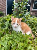 Lief, mak, knuffelachtig en aandacht vragend kater kittentje, Kater, Kortharig, 0 tot 2 jaar