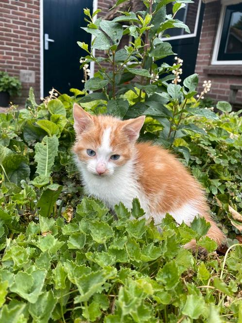 Lief, mak, knuffelachtig en aandacht vragend kater kittentje, Dieren en Toebehoren, Katten en Kittens | Overige Katten, Kortharig