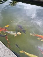 Koi karpers, Dieren en Toebehoren, Vissen | Vijvervissen, Karper of Koi