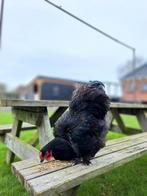 Grote, vitale, zwarte haan, Dieren en Toebehoren, Pluimvee, Mannelijk, Kip