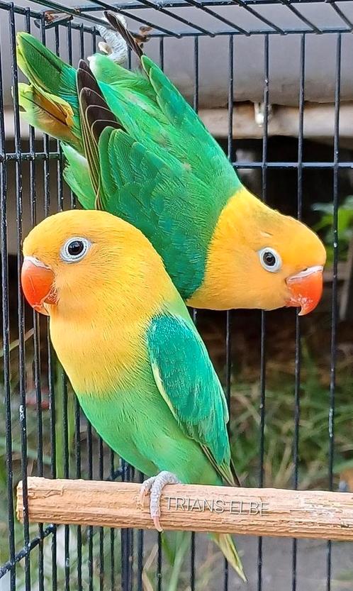 Gezocht, Dieren en Toebehoren, Vogels | Parkieten en Papegaaien, Papegaai, Meerdere dieren, Tam