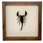 Palamnaeus fulvipes schorpioen passe partout lijst 25x25 cm, Ophalen of Verzenden, Nieuw, Insect, Opgezet dier