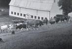 Nederlandse boeren met koeien in Canada jaren 40-60, Verzenden, 1940 tot 1960, Zo goed als nieuw