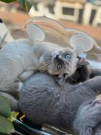 Vowassen kater beschikbaar voor dekking, Dieren en Toebehoren, Katten en Kittens | Overige Katten, Kater, Kortharig, 0 tot 2 jaar