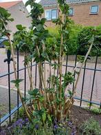 Hortensia, Tuin en Terras, Planten | Tuinplanten, Ophalen, Zomer, Overige soorten, Halfschaduw