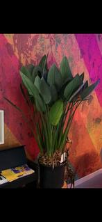 Prachtige Strelizia kamerplant, Ophalen, Overige soorten, Halfschaduw, In pot