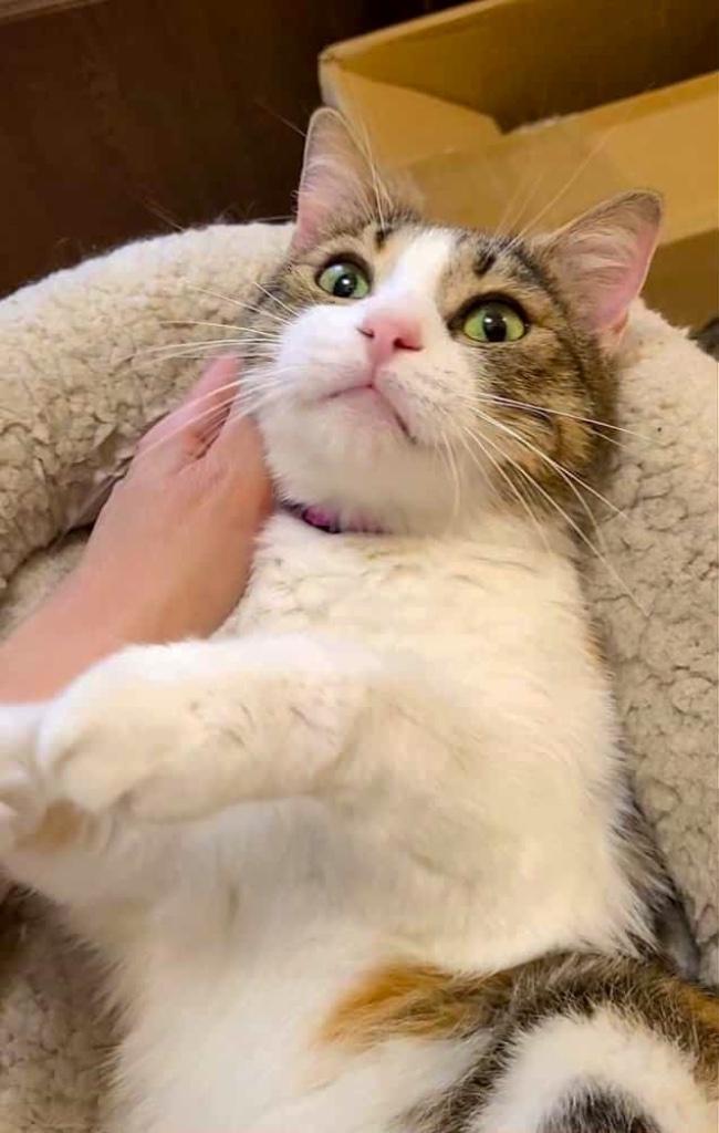 VRIENDELIJKE AANHANKELIJKE SELENA HOOPT OP LIEFDE EN GELUK, Dieren en Toebehoren, Katten en Kittens | Overige Katten, Kortharig