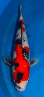 Koi showa, Karper of Koi
