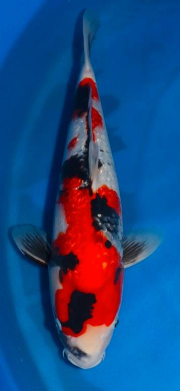 Koi showa beschikbaar voor biedingen