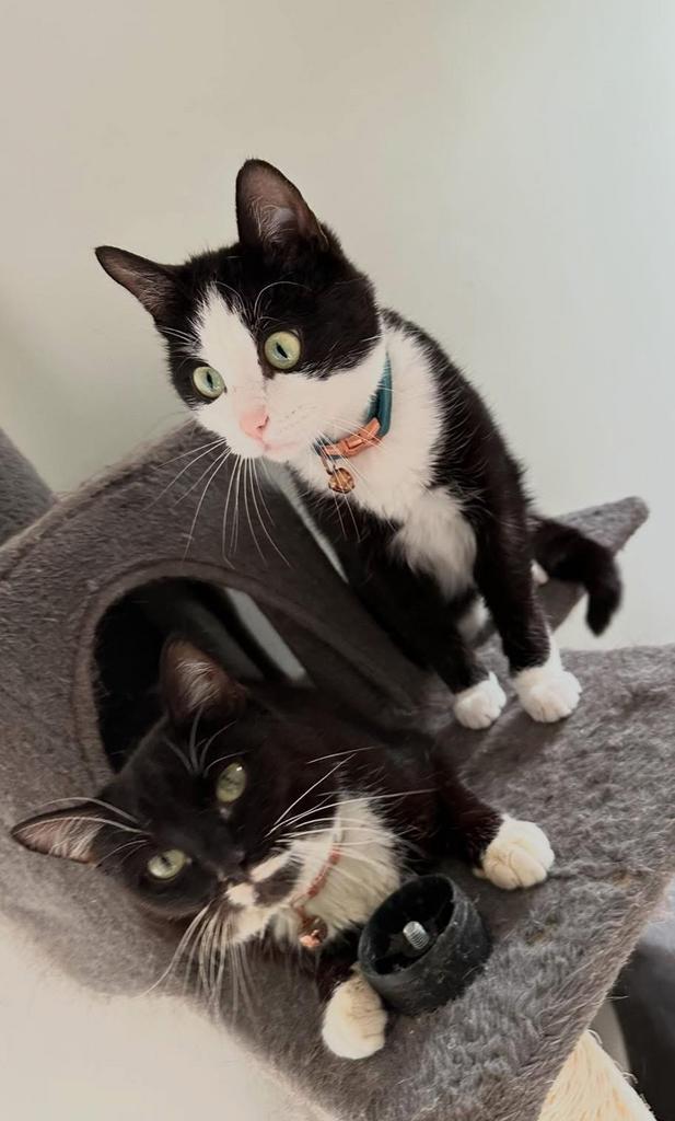 Lieve poes gratis ter overname (rechts), Dieren en Toebehoren, Katten en Kittens | Raskatten | Korthaar, Poes, Gechipt