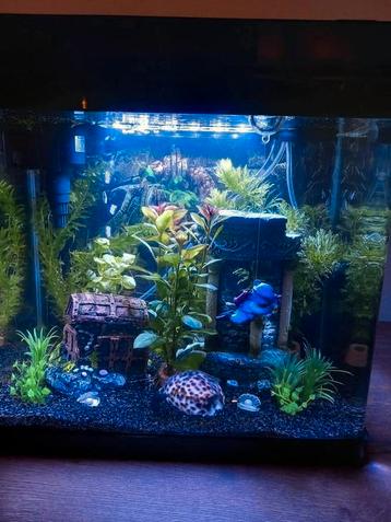 Aquarium voor beginners beschikbaar voor biedingen