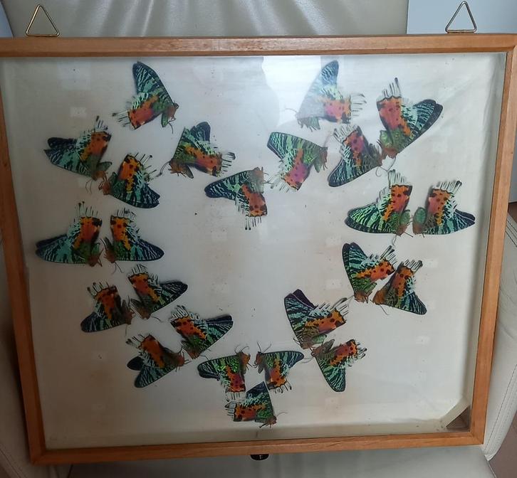 Vlinderkastje 4, Dieren en Toebehoren, Insecten en Spinnen, Vlinders of Rupsen