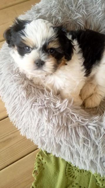 Shih Tzu tricolor reu met stamboom + fokvergunning  beschikbaar voor biedingen