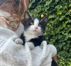 Siberische boskat kater zwart kitten poesjes nest poes, Dieren en Toebehoren, Katten en Kittens | Raskatten | Langhaar, Kater