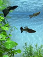 Blue moscow guppy, Vis, Zoetwatervis, Schoolvis