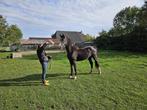 Te koop zwarte bles tuigpaard merrie, Merrie, Niet van toepassing, 160 tot 165 cm, 3 tot 6 jaar