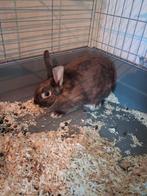 Konijn, Dieren en Toebehoren, Konijnen, Mannelijk, Klein, 0 tot 2 jaar