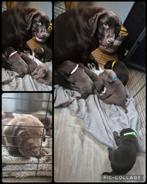 Prachtige bruine labrador pups, Rabiës (hondsdolheid), Reu, 8 tot 15 weken, Labrador retriever