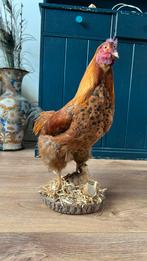 Kip opgezet, Ophalen of Verzenden, Zo goed als nieuw, Boerderijdier, Opgezet dier