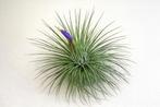 Tillandsia Magnusiana XL, Ophalen of Verzenden, Halfschaduw, Minder dan 100 cm