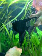 4x black lace Maanvissen, Dieren en Toebehoren, Vis