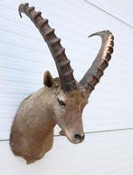 Opgezette kop ALPEN STEENBOK (Capra ibex) - gewei - hoorns, Verzamelen, Dierenverzamelingen, Ophalen, Gebruikt, Wild dier, Gewei of Kop