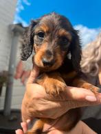 Teefje Dwerg langhaar teckeltje met Stamboom, Dieren en Toebehoren, CDV (hondenziekte), 8 tot 15 weken, Teef, Dwerg