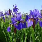 Iris sibirica (iris) blauw, Overige soorten, Volle zon, Vaste plant, Ophalen of Verzenden