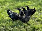 Barnevelder krielkippen zilver gezoomd hen gesekst + ingeënt, Dieren en Toebehoren, Pluimvee, Vrouwelijk, Kip