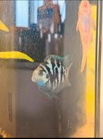 leuke vissen te koop blue polar, Vis