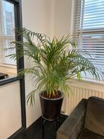 Areca Palm met pot, Huis en Inrichting, Kamerplanten, Ophalen