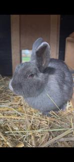 Dwergkonijn Voedster, Vrouwelijk, Dwerg, 0 tot 2 jaar